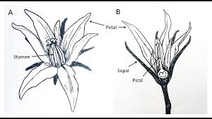 Flowering plant sexuality describes some of the technical terms for common arrangements of flowers. On Farm Tomato Breeding Making Crosses And Managing Projects