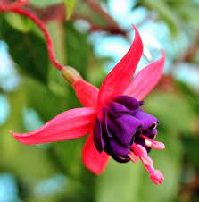 Dollar Princess Fuchsia Plant Fuchsia Plant Plant Sale Fuchsia Flower
