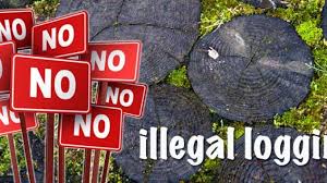 Illegal logging near proposed papar dam site pressreader. Penebangan Liar Sejarah Dan Pelajaran Dari Indonesia Kyoto Review Of Southeast Asia
