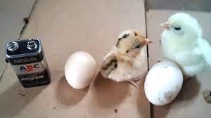 We did not find results for: Perbedaan Ayam Serama Asli Katanya Dengan Serama Lokal Katanya Youtube