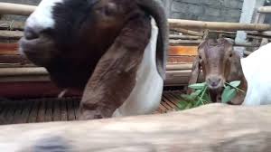 Dec 25, 2018 · harga dari kambing boer ini tentu saja tidaklah murah seperti kambing lokal ( jawa randu, kacang ) pada umumnya, harganya memang masih lumayan, karena memang kambing gen unggul. Kambing Boer Kambing Pedaging Paling Ok 78 Farm Jogja 0812 2838 0678 Youtube