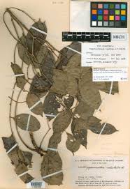 Image result for Crossopetalum mossambicense