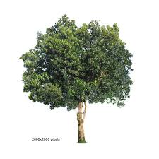 See more ideas about jackfruit, fruit, jackfruit tree. Jack Fruit Trees