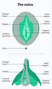 Female Anatomy: Where Is the Clitoris Located? | Ro