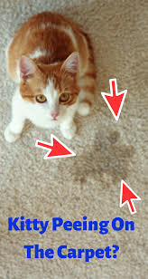 Cute Cat Can T Pee On The Carpet Cat Pee Why Do Cats Purr Cat Biting