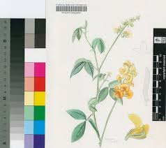 Image result for Argyrolobium tomentosum