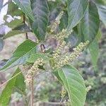 Image result for Allophylus africanus