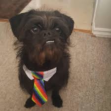 Find 354 shih tzus for sale on freeads pets in county durham. Shih Tzu Puppies Co Durham Bmo Show