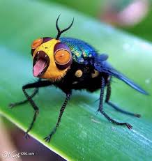 The rear section of an insect's body is called the abdomen. Bizarre Weird Insects Insects Cool Insects