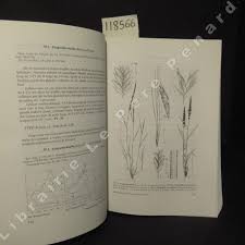 Image result for Bewsia