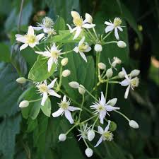 Image result for Clematis commutata