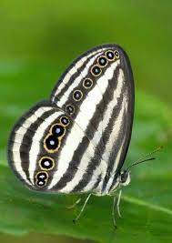 Pin By Graciela Farfalla On Butterflies Butterfly Butterfly Photos Butterfly Pictures