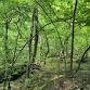 Forest Bathing (Shinrin Yoku) 7-18-26