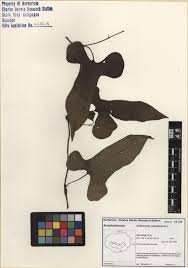 Image result for Aristolochia odoratissima L.