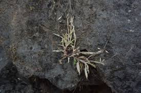 Image result for Arthraxon lancifolius