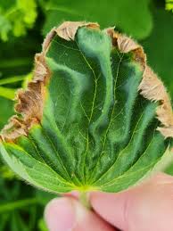 Image result for Calepitrimerus vitis