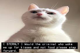Kitty Captions On Twitter Https T Co Zyneayuavm