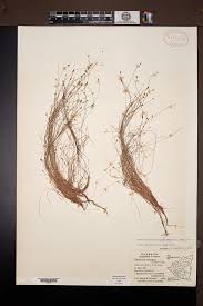 Image result for Eleocharis retroflexa