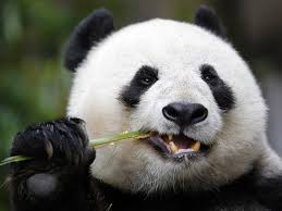 صور الباندا معلومات وصور عن دب الباندا Panda Panda Bear Funny Jokes
