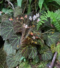 Image result for Sarcophrynium