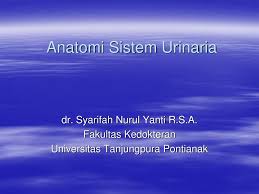 Kelompok 4 offering c 2016: Anatomi Sistem Urinaria Ppt Download