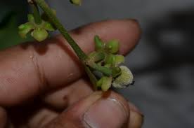 Image result for Paracroton pendulus