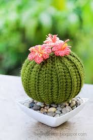 De hecho, los cactus crecen bien en cualquier tipo de suelo especialmente los arenosos y, si tienen un poquito de gravilla, mejor ya que esto permite el drenaje del agua. Cactus De Ganchillo Top 2020 Uma Manualidades