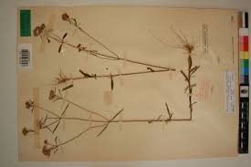 Image result for Haumaniastrum