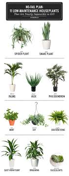Once you've had the plant for about a year, water allow these plants to dry between waterings and keep in moderate to low light. Best Plants For Bathroom Decor And My Favorite