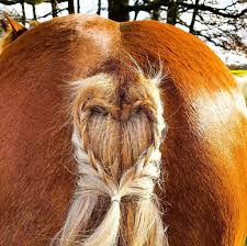 This tutorial demonstrates the steps to sewing horsehair braid into hem. Horse Tail Braids Everything You Need To Know Besides The Bit