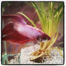 Go To Petsmart Buy A Betta For 1 And A Small Decorative Tank W All The Contents For 12 And Then Wallah U Have A Happy Kid Learning Betta Fish Betta Fish Pet