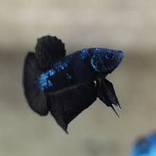 My pet fish fishy is a fighting fish also called betta fish. Look My Angry Face Human Betta Fish Betta Fish Types Betta