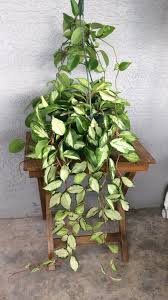 Maybe you would like to learn more about one of these? Hoya Carnosa Krimson Princess Houseplants