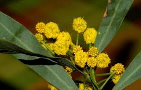 Fiori gialli in sardegna from www.sardegnadigitallibrary.it. Acacia Saligna Mimosa Sardegnaforeste