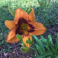 Hemerocallis 'tiger swirl' rainbow rhythm® collection. Daylily Hemerocallis Heavenly Bengal Tiger In The Daylilies Database Garden Org