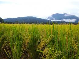 Paddy Field Singkir Laut Kedah Malaysia Landscape Nature Natural Beauty