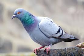 Our fundamental ideology of the pigeon way. Software Error Grounds Pigeon Smarts Paper Retraction Watch