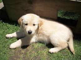 Maybe you would like to learn more about one of these? Akc Golden Retriever Puppies For Sale In Shirley Massachusetts Classified Americanlisted Com