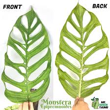 Monstera Epipremnoides Monstera Rare Plants Plant Leaves