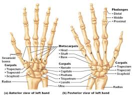 Image result for Hand Fracture