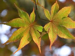 Leafs maple tree illustrations & vectors. Benefits Of Maple Leaf Extract