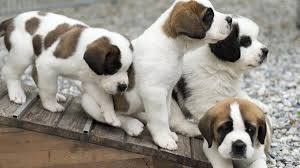 Otras fechas dedicadas a los perritos. Rdzfczkfvs897m