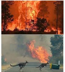 Pin By Roslyn Smith On Save The Turtles In 2020 Australia Animals Australian Wildlife Australian Animals