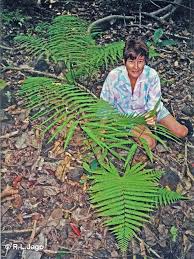 Image result for Amblovenatum