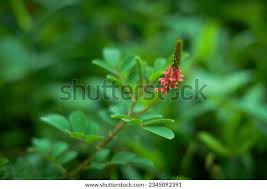 Image result for Indigofera spicata