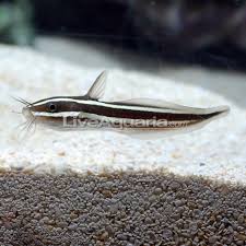 Usually ships within 6 to 10 days. Coral Catfish Saltwater Aquarium Fish For Marine Aquariums