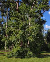 Image result for Lophiocarpaceae