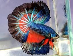 Gorgeous Male Japanese Fighting Fish Beautiful Colours Betta Fish Pet Fish Betta