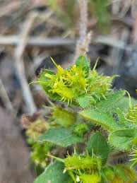 Image result for Acanthospermum