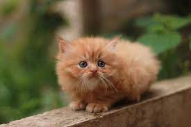 Persian cats are feline royalty, and they make loving and loyal companions. What Are The Different Types Of Persian Cats Persian Cat Corner